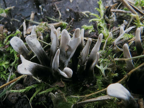 Imagem de Xylaria hypoxylon (L.) Grev. 1824