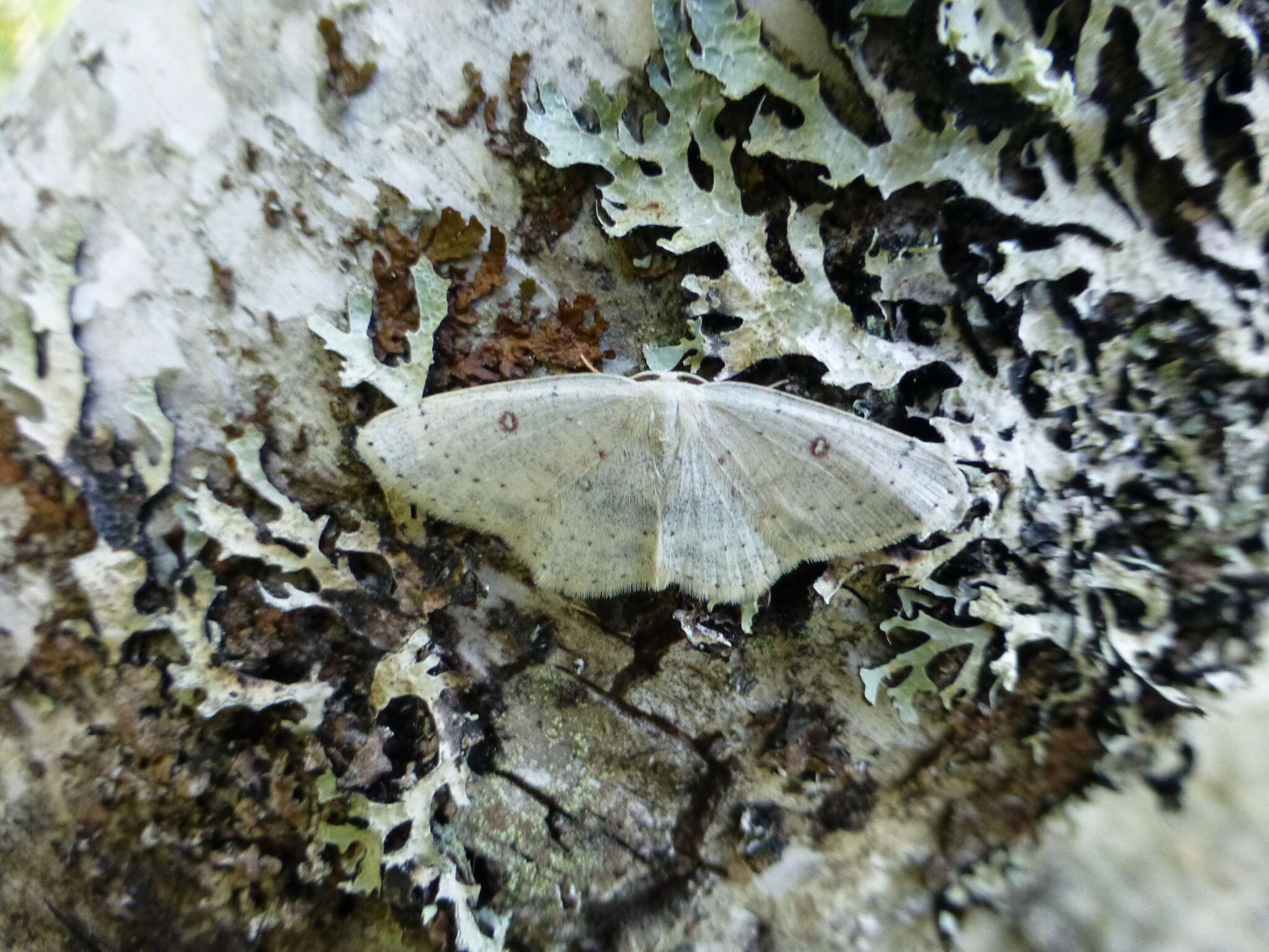 صورة Cyclophora albipunctata Hüfnagel 1767