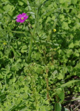 Image of Oxalis arenaria Bert.