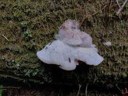 Image of Leptoporus mollis (Pers.) Quél.