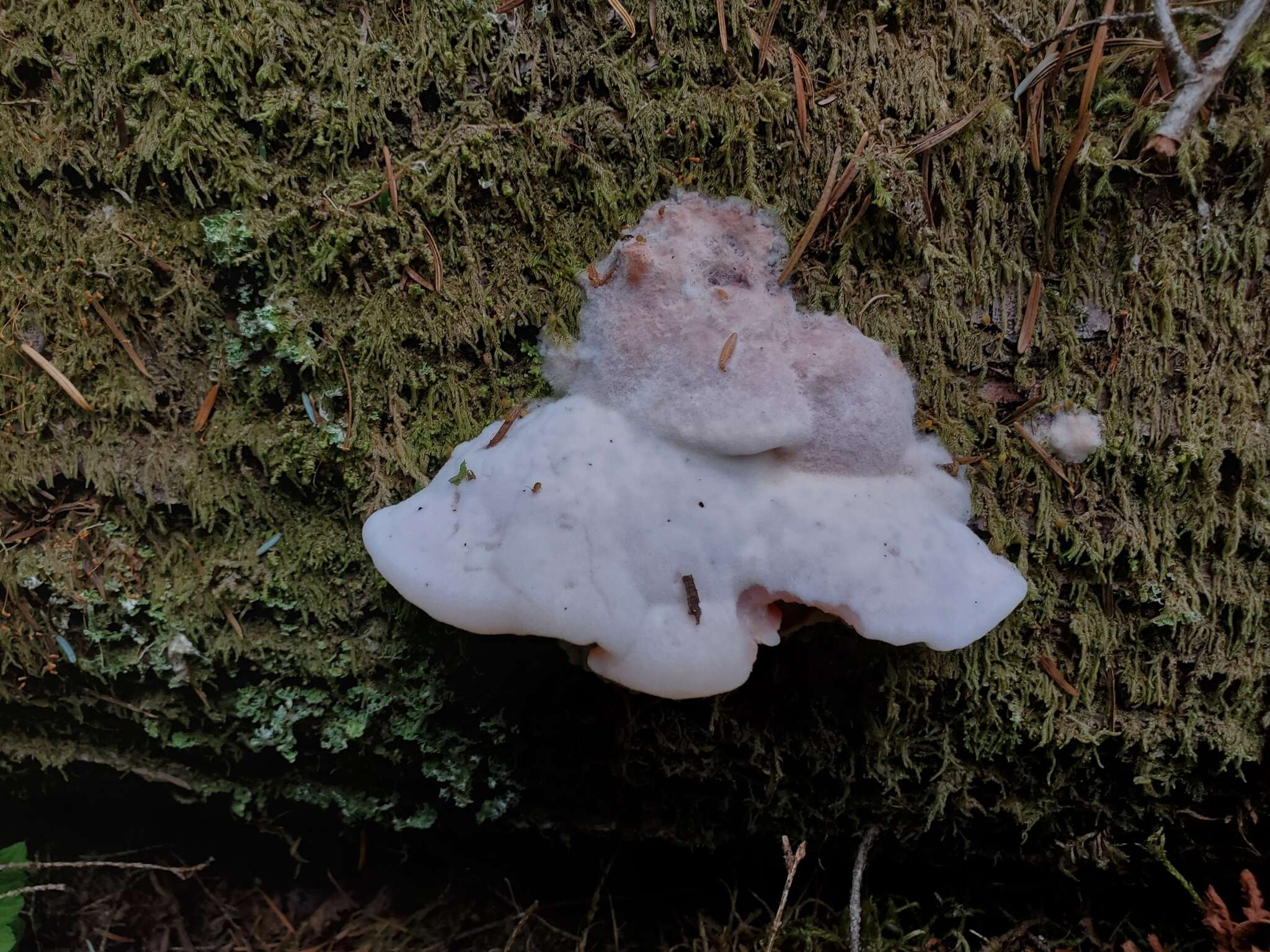 Image of Leptoporus mollis (Pers.) Quél.