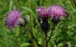 Imagem de Cirsium muticum Michx.