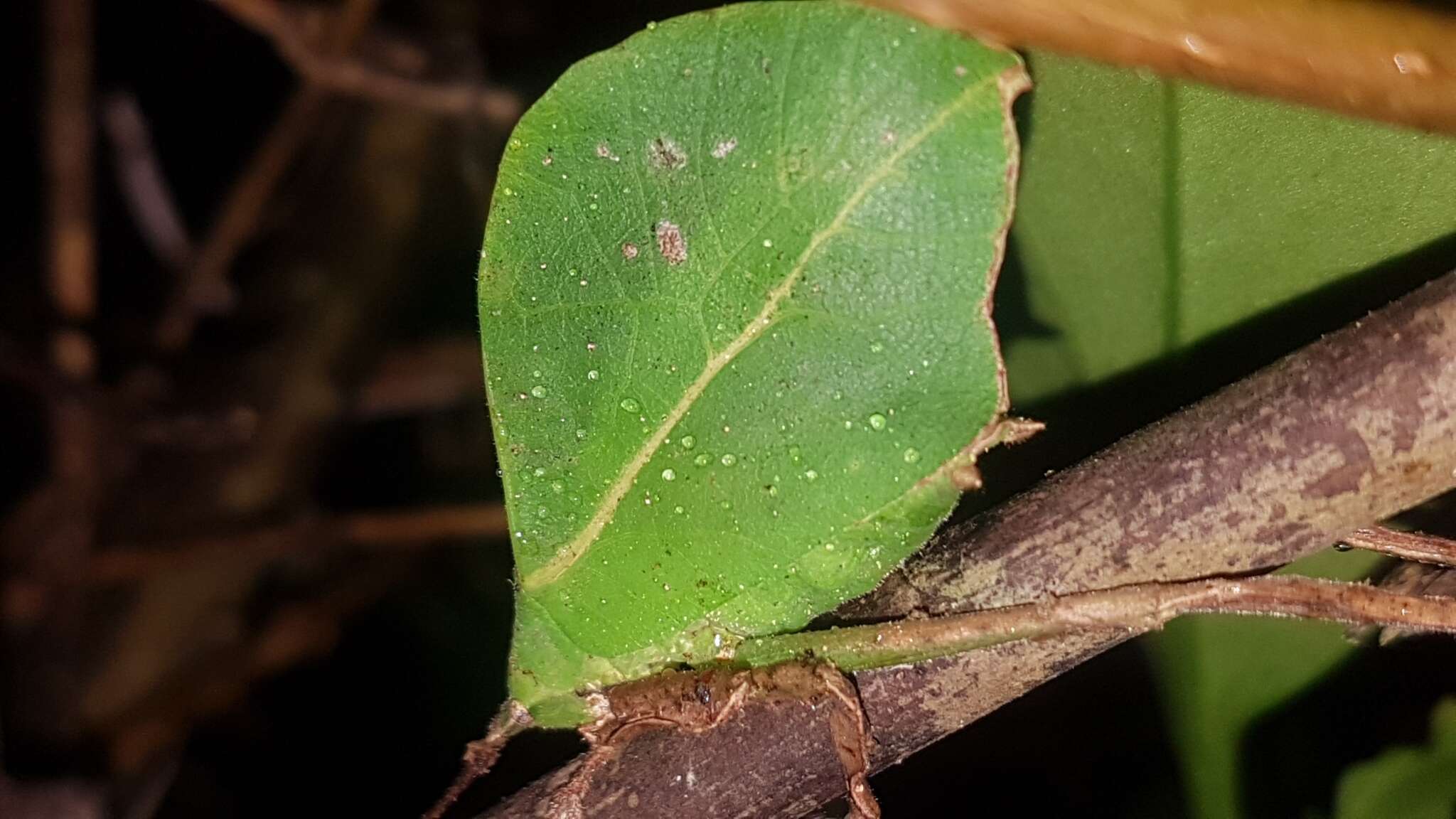 Image de Typophyllum spurioculis Baker, A., Sarria-S., G. K. Morris, Jonsson & Montealegre-Z. 2017