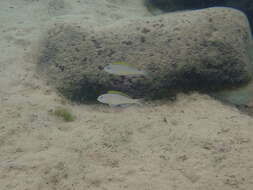 Image of Yellow Sand Cichlid