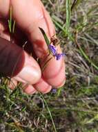 Image of Psoralea laxa T. M. Salter