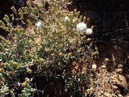 Image of Mesembryanthemum noctiflorum L.