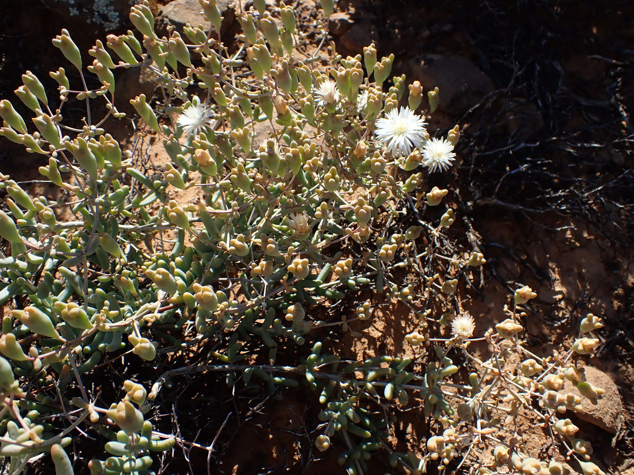 Image of Mesembryanthemum noctiflorum L.