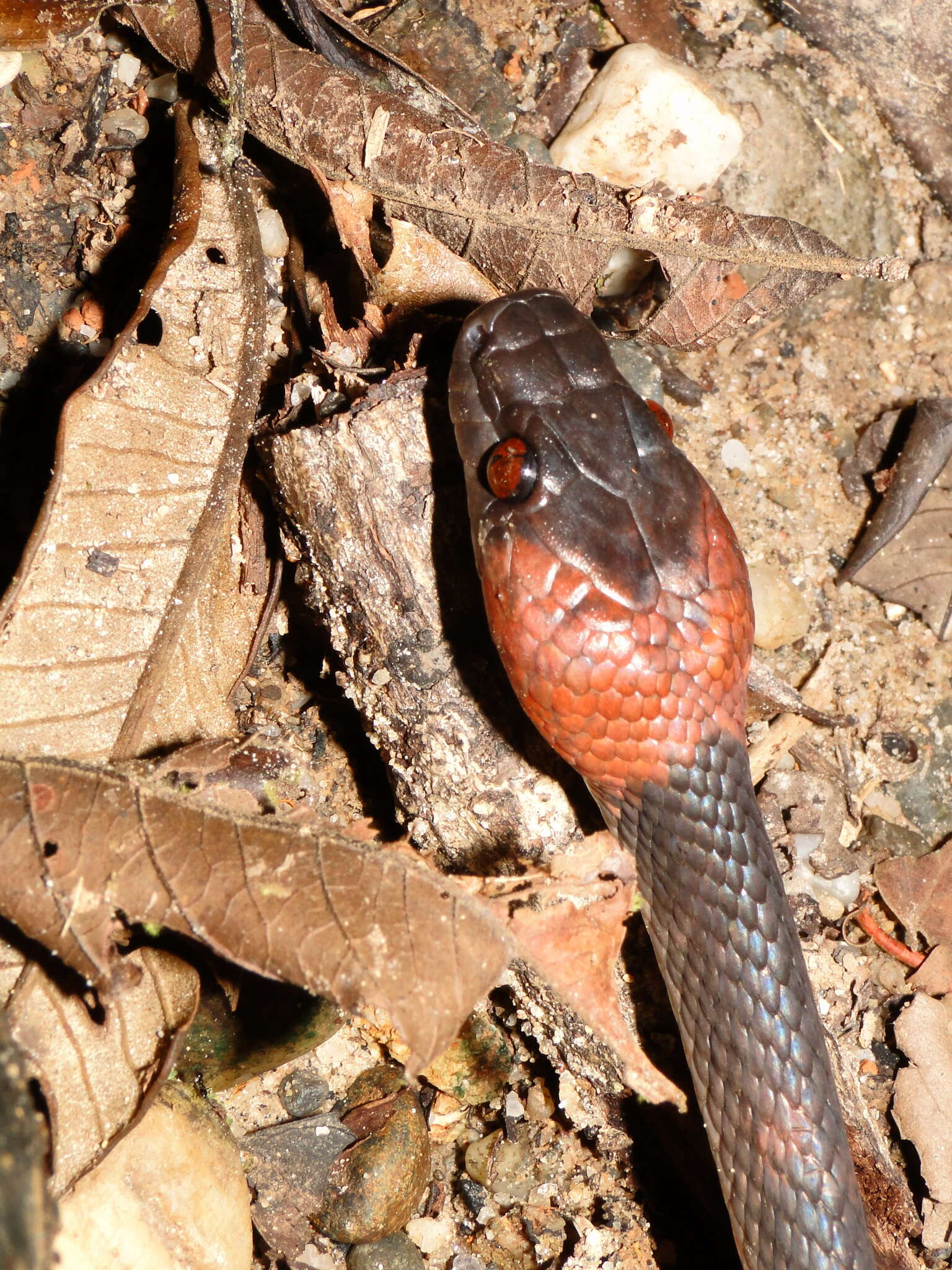 Imagem de Siphlophis compressus (Daudin 1803)