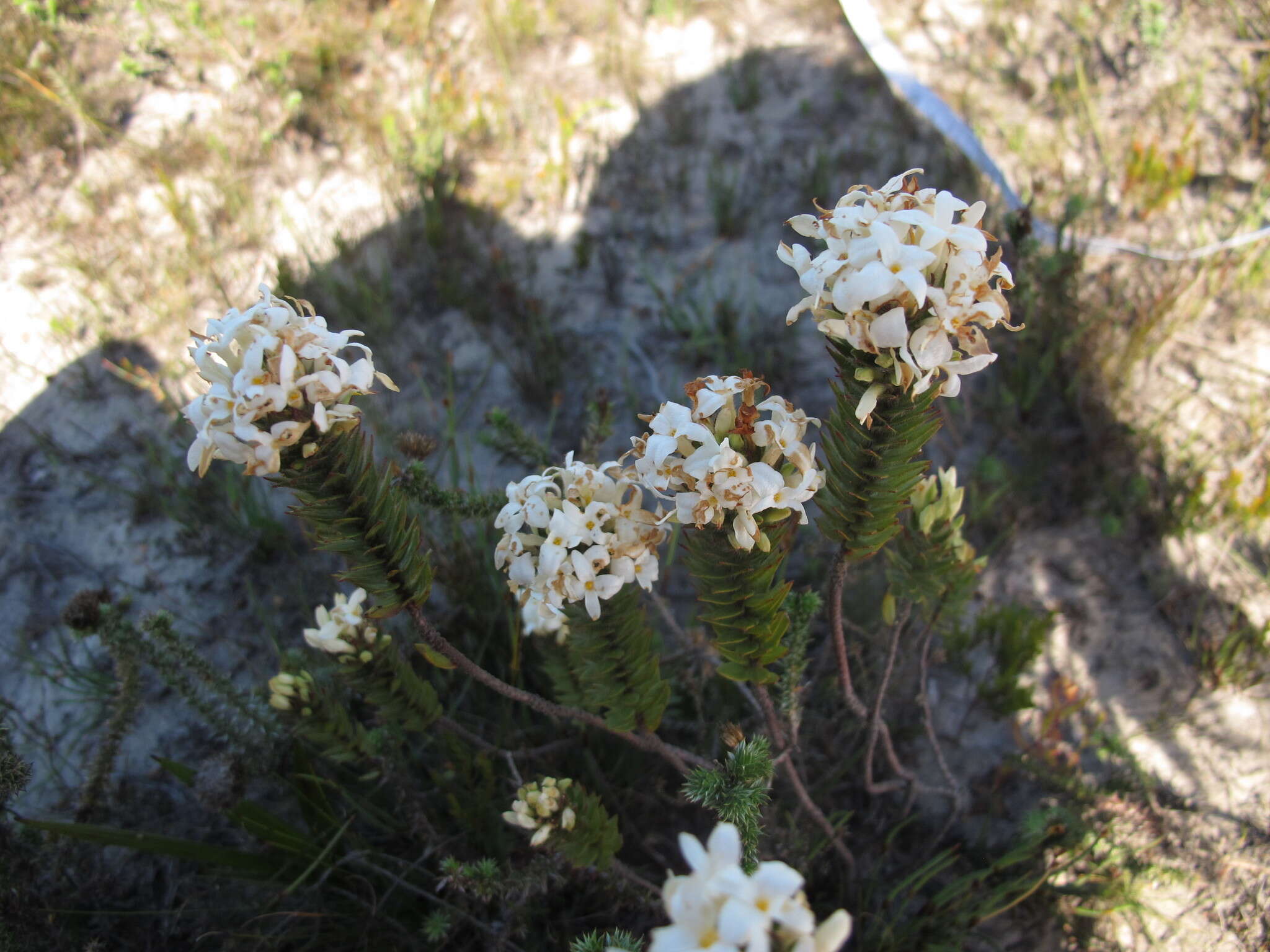 Image of Gnidia ornata (Meissn.) Gilg