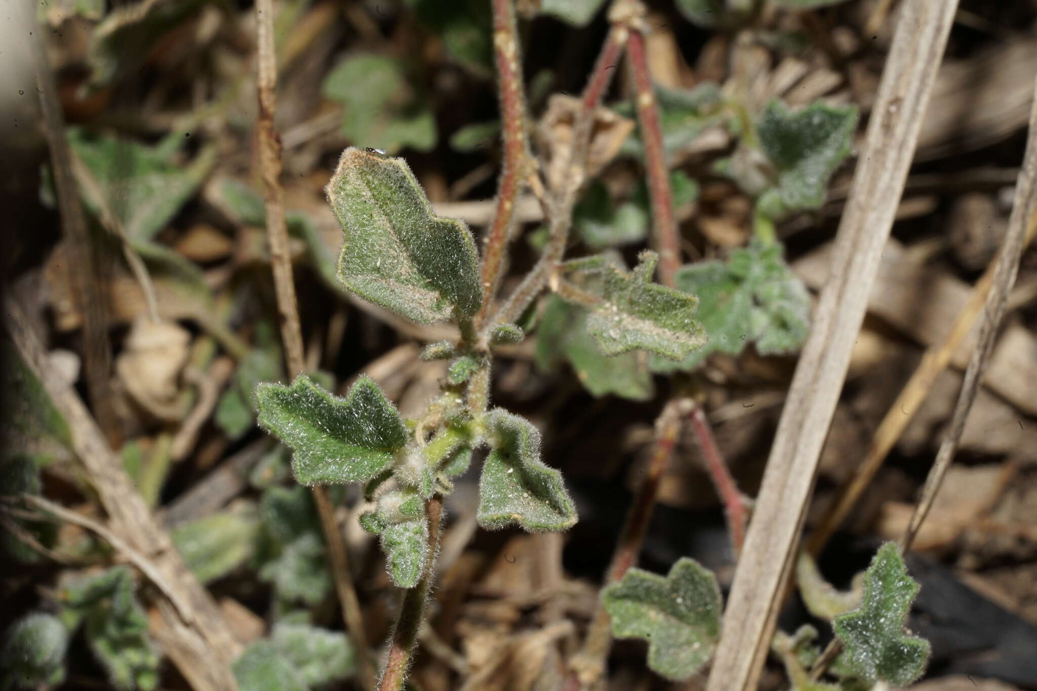 Image of coppery false fanpetals