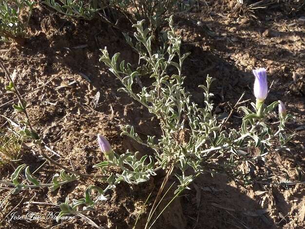 Image of Bonamia sericea (Griseb.) Hall. fil.