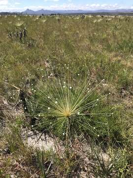 Image of Paepalanthus chiquitensis Herzog