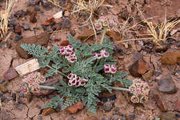 Image of bulbous springparsley