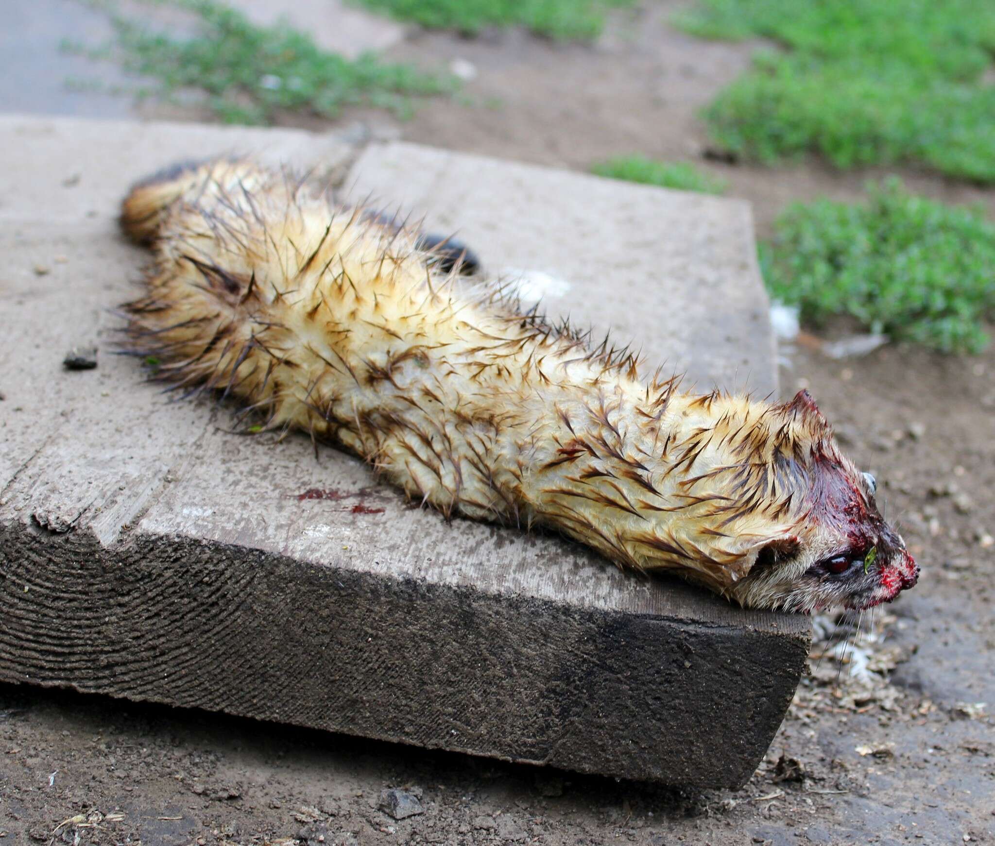 Image of Steppe Polecat