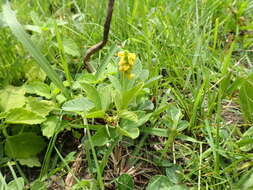 Image of Eriosema parviflorum E. Mey.