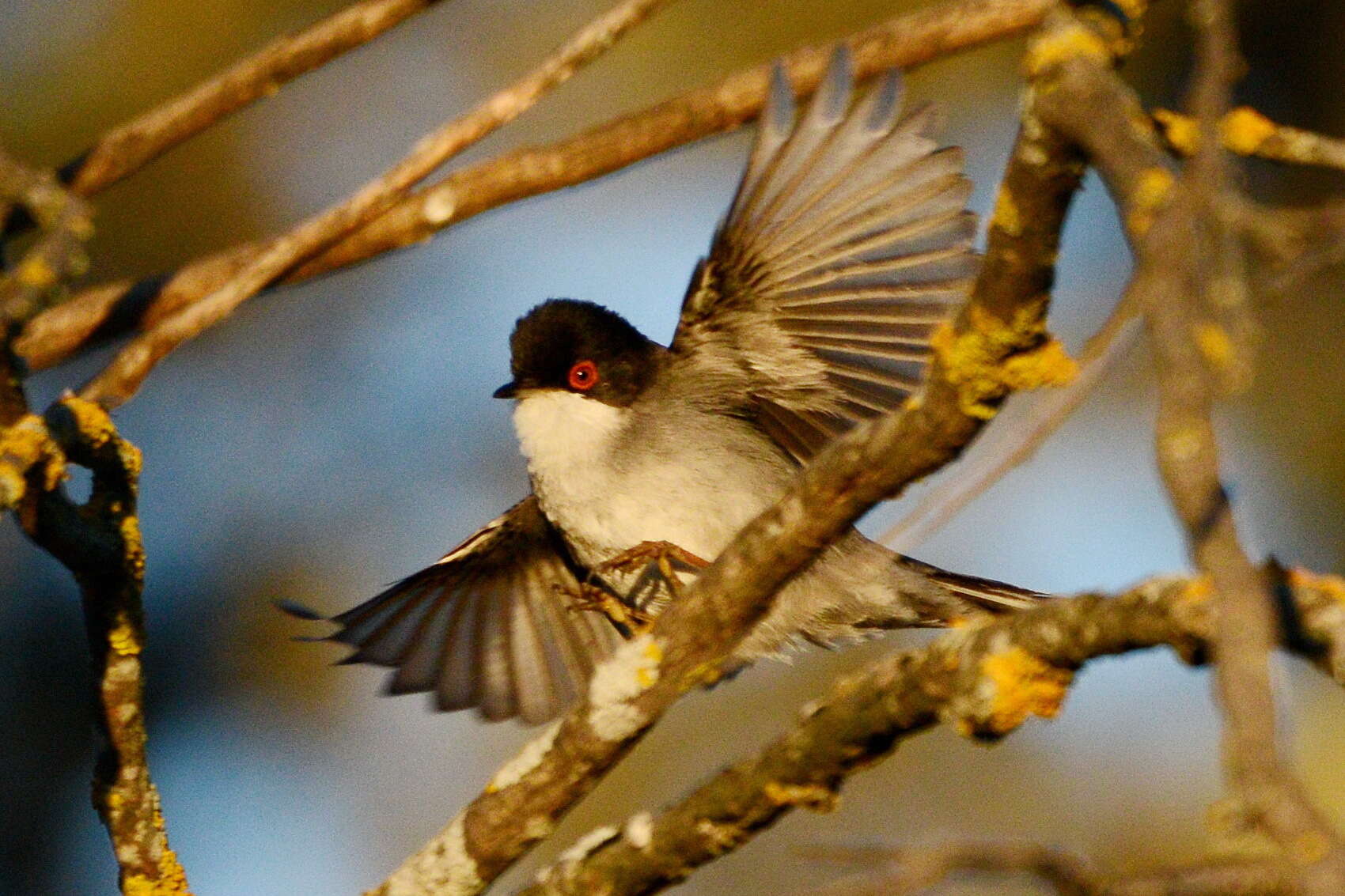 Image de Curruca melanocephala (Gmelin & JF 1789)