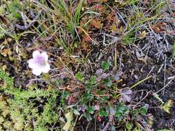 Geranium santanderiense R. Knuth resmi