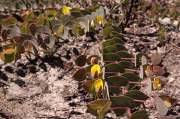 Image of <i>Rafnia acuminata</i>