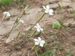 Plancia ëd Dianthus fragrans Bieb.