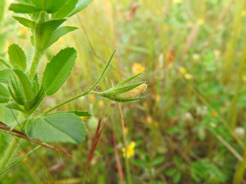 Image of Ononis viscosa L.