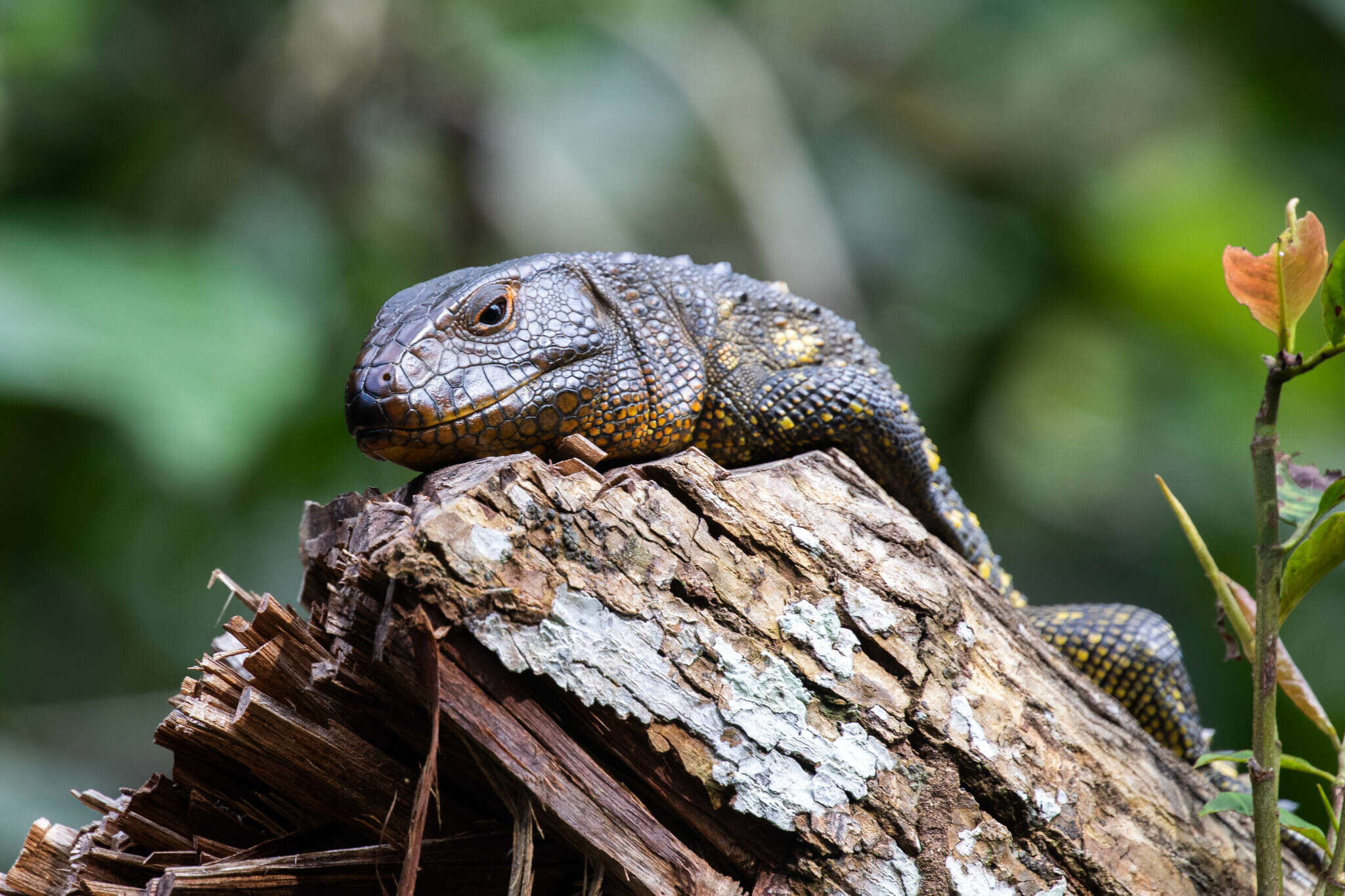 Image of Northern caiman lizard