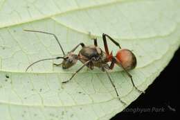 Image de Polyrhachis bihamata (Drury 1773)