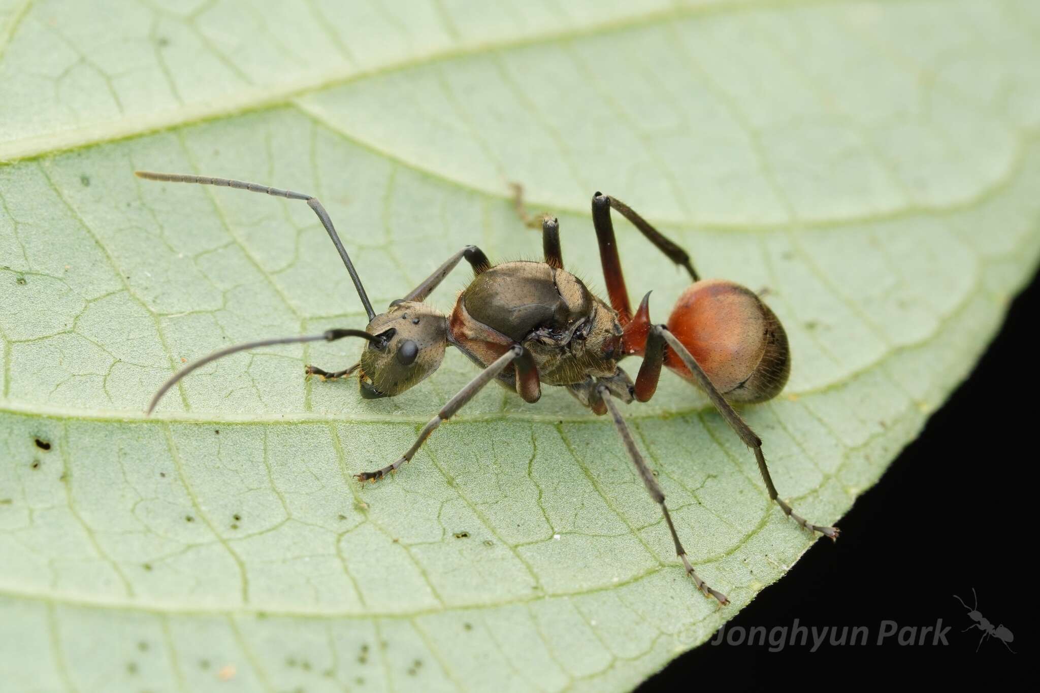 Image de Polyrhachis bihamata (Drury 1773)