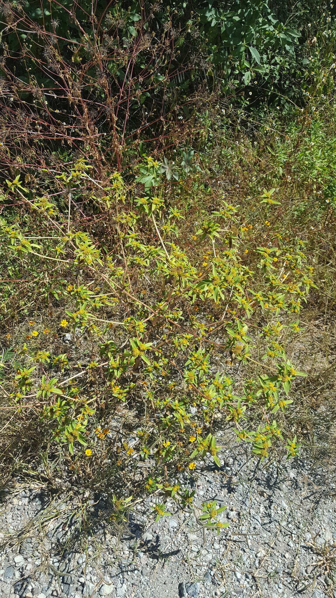 Image of clustered yellowtops