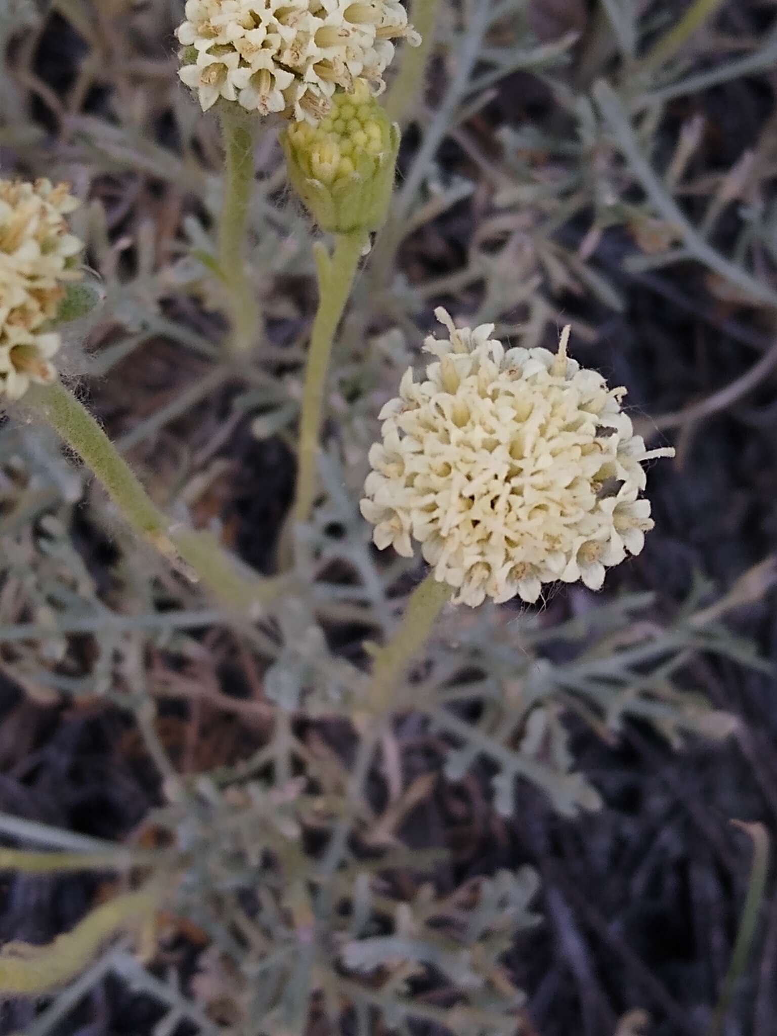 Image of Shasta chaenactis