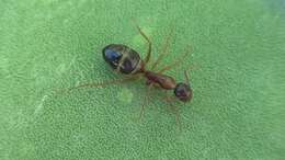 Image of Camponotus nylanderi Emery 1921