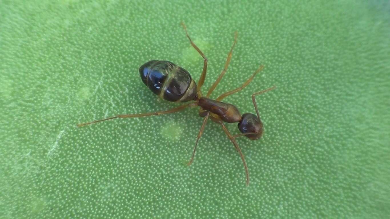 Image of Camponotus nylanderi Emery 1921