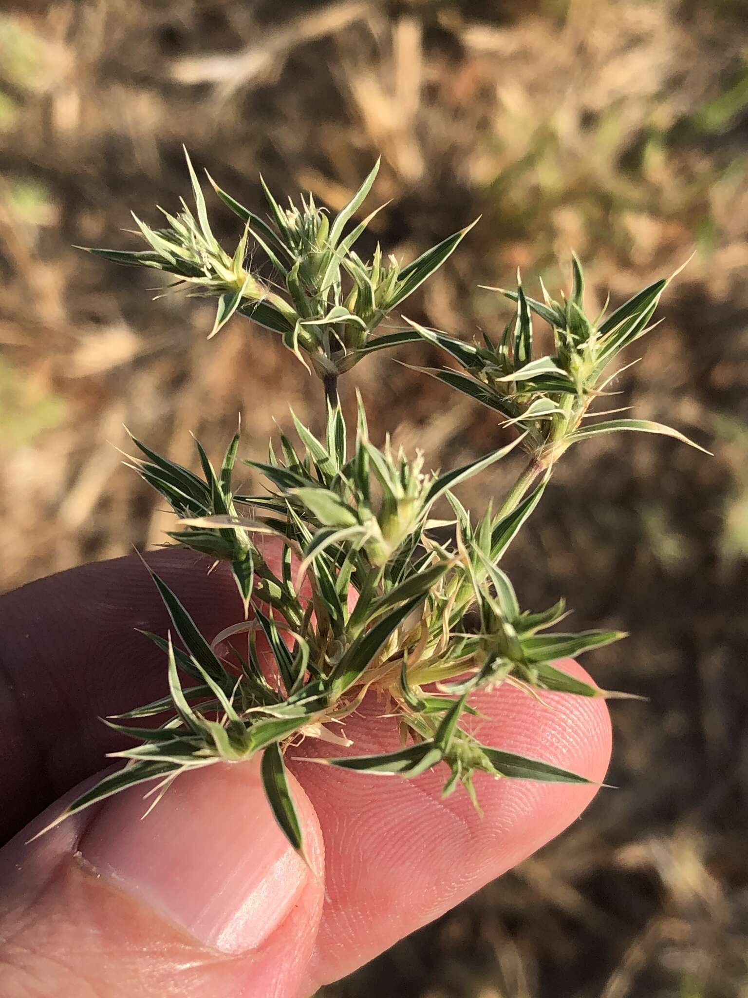 Image of false buffalograss