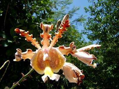 Image of Myrmecophila christinae Carnevali & Gómez-Juárez