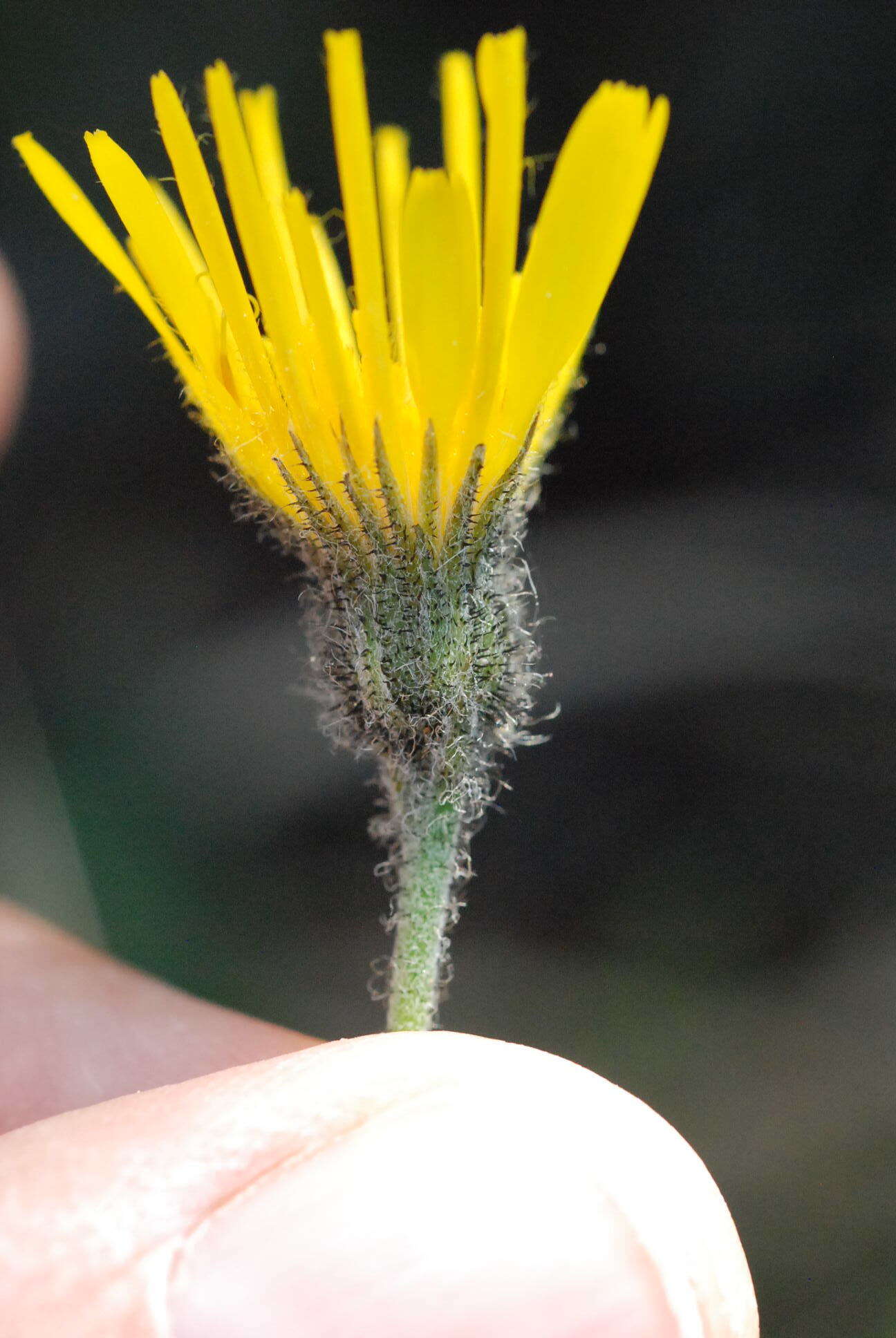 Imagem de Hieracium bifidum Kit.