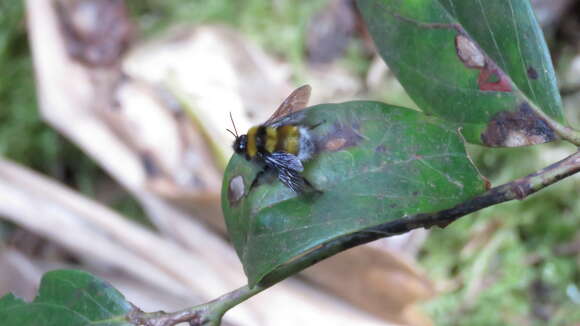 Plancia ëd Bombus hortulanus Friese 1904