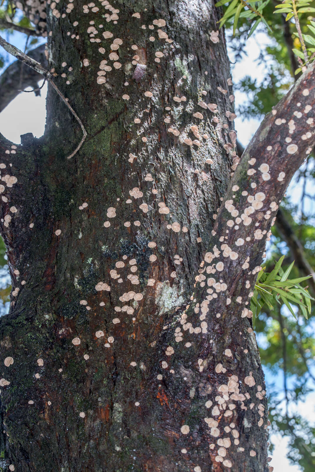 Image of Calyptella totara (G. Cunn.) W. B. Cooke 1961