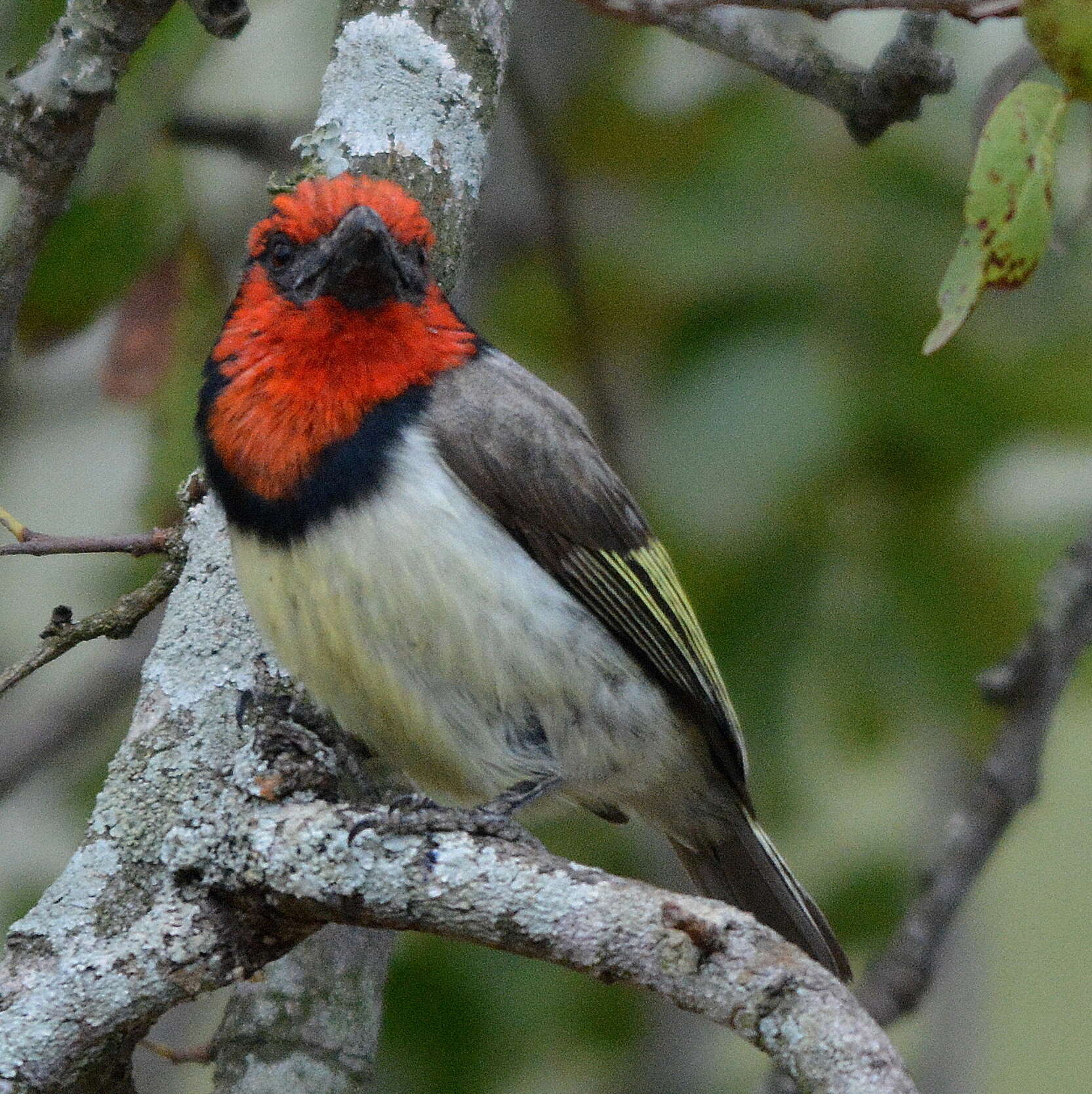 Image of Black-collared Barbet