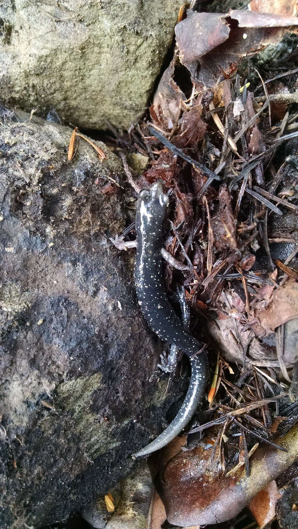 Image of Klamath Black Salamander