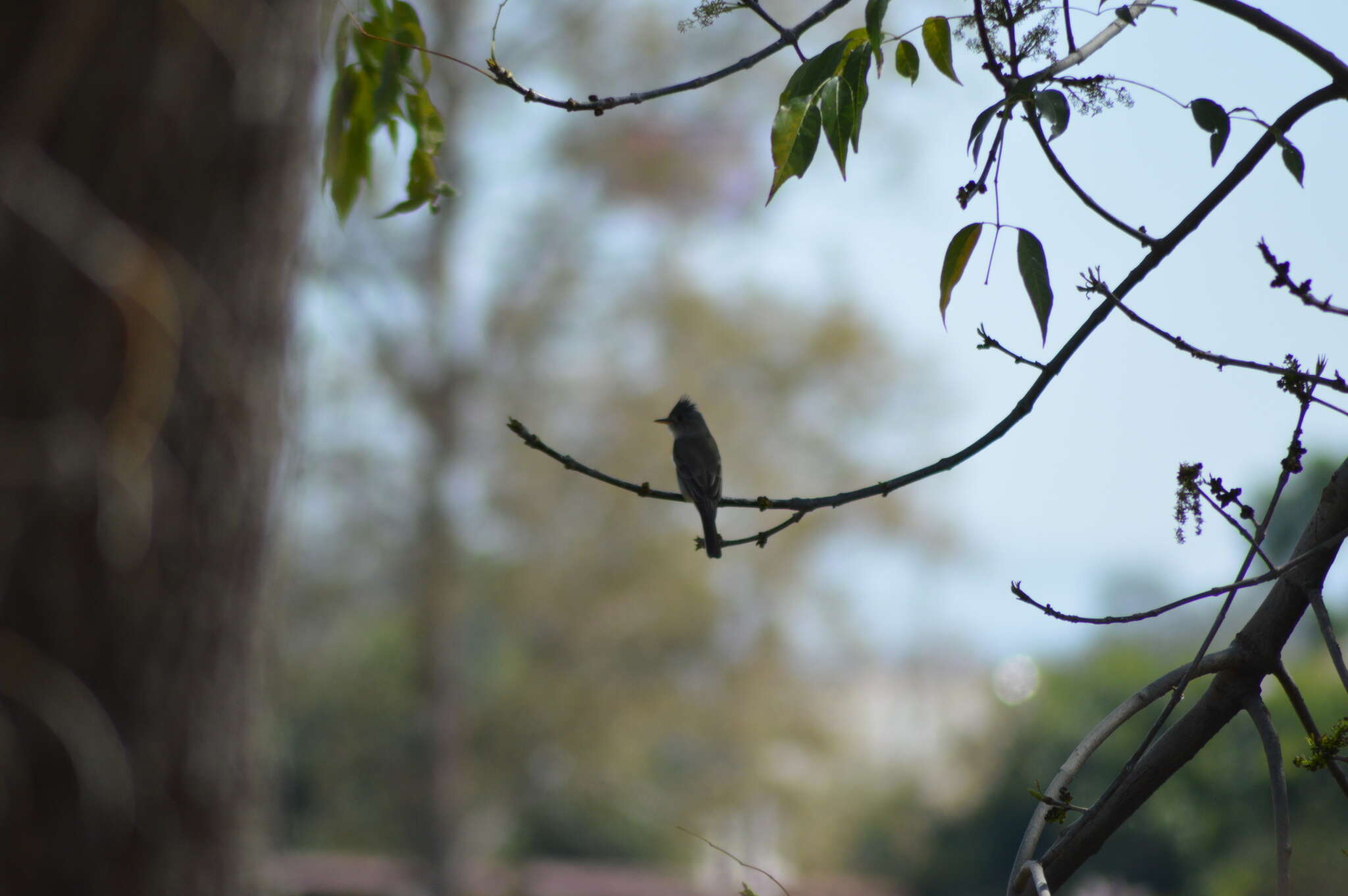 Image of Greater Pewee