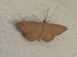 Idaea ochrata Scopoli 1763 resmi