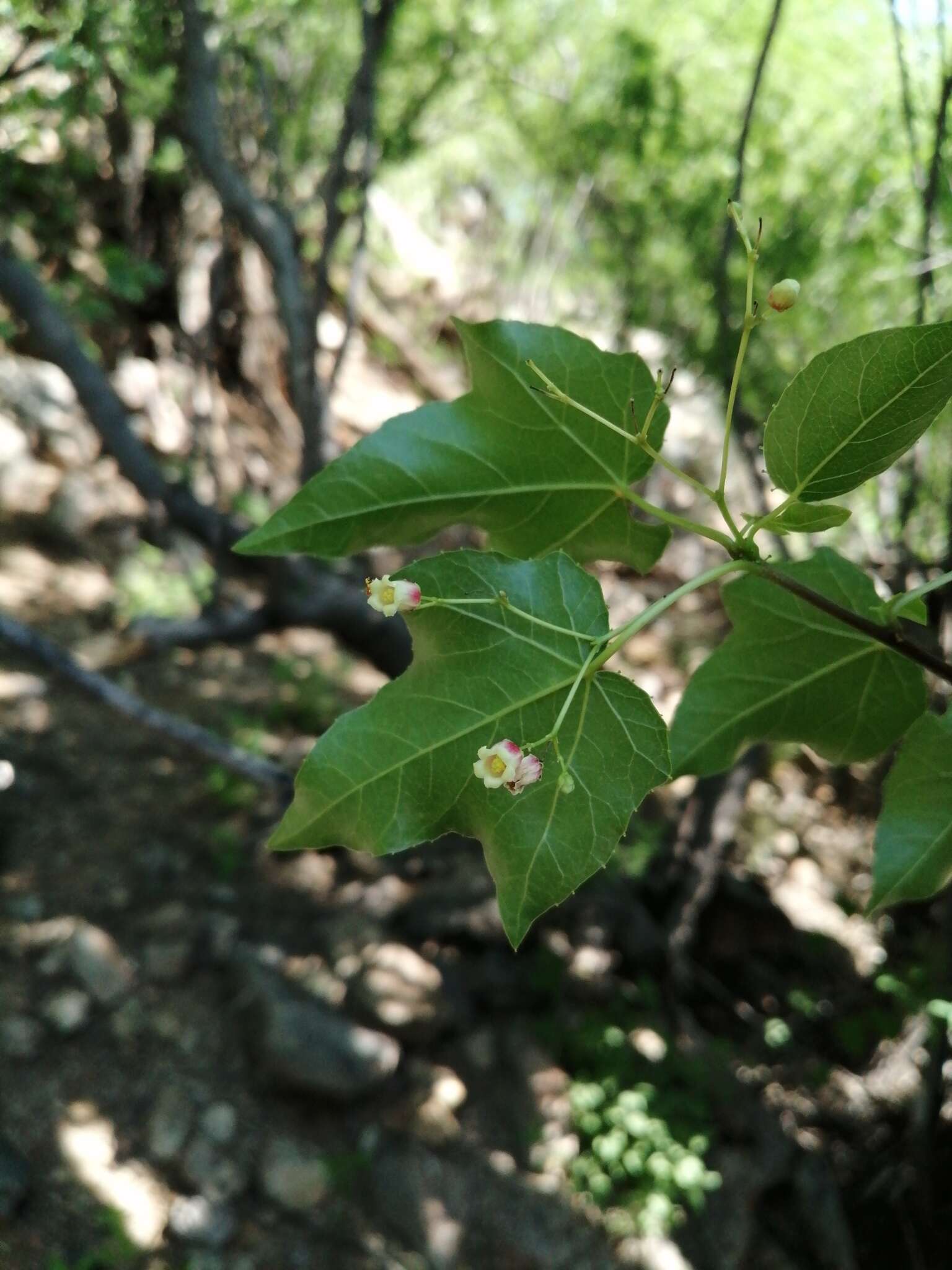 Image of Jatropha cordata (Ortega) Müll. Arg.