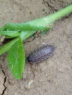 Image of Porcellio variabilis Lucas 1849