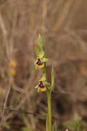 Слика од Ophrys fuciflora subsp. oxyrrhynchos (Tod.) Soó