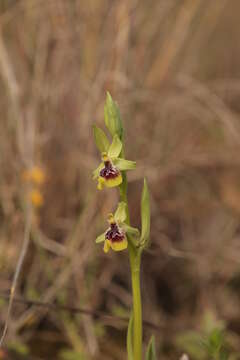 Image of Ophrys fuciflora subsp. oxyrrhynchos (Tod.) Soó