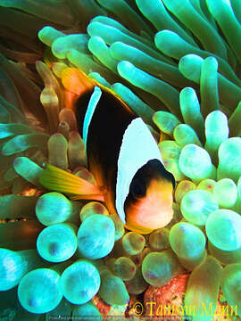 Image of Clownfish