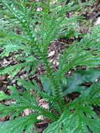 Image of Selaginella hordeiformis Bak.