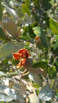 صورة Sarcolaena oblongifolia F. Gérard