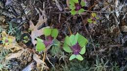 Image of Four-leaved Sorrel