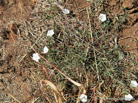 Image de Convolvulus sagittatus Thunb.