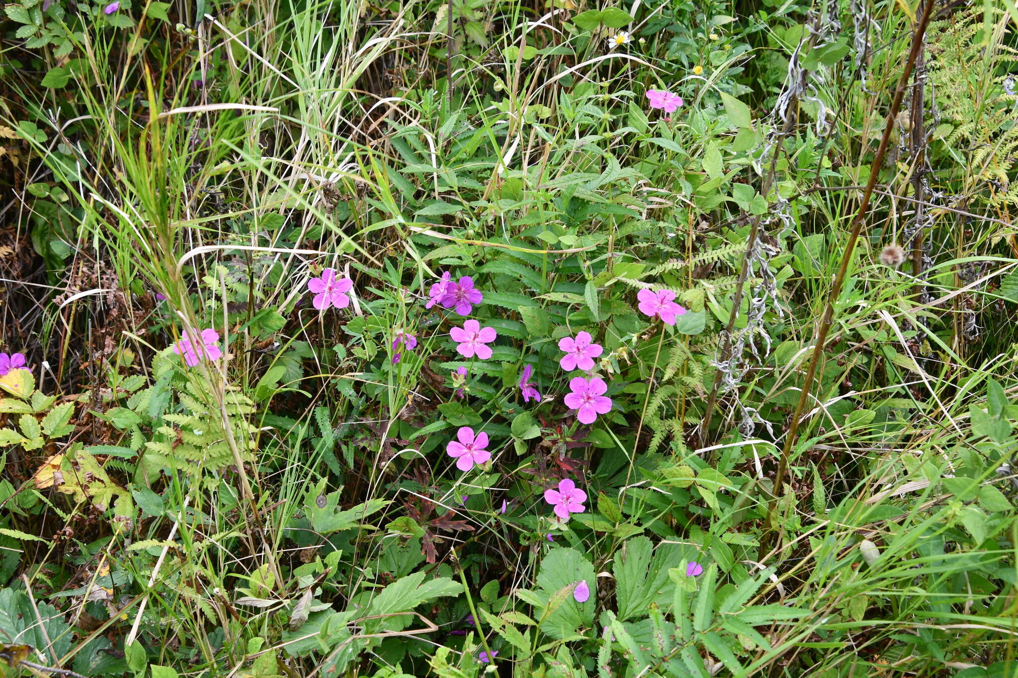 Sivun Geranium soboliferum Kom. kuva